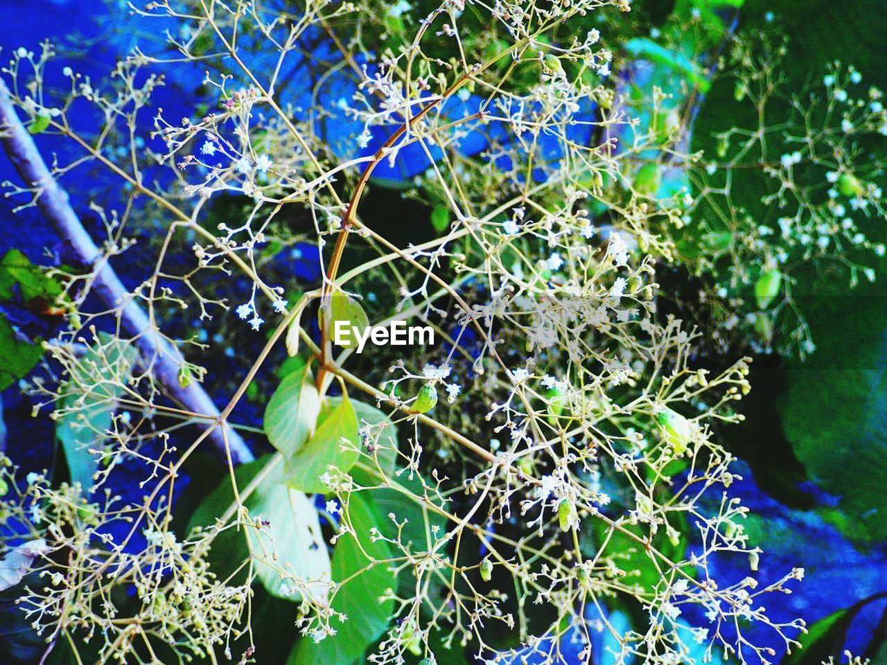 CLOSE-UP OF PURPLE FLOWERING PLANT