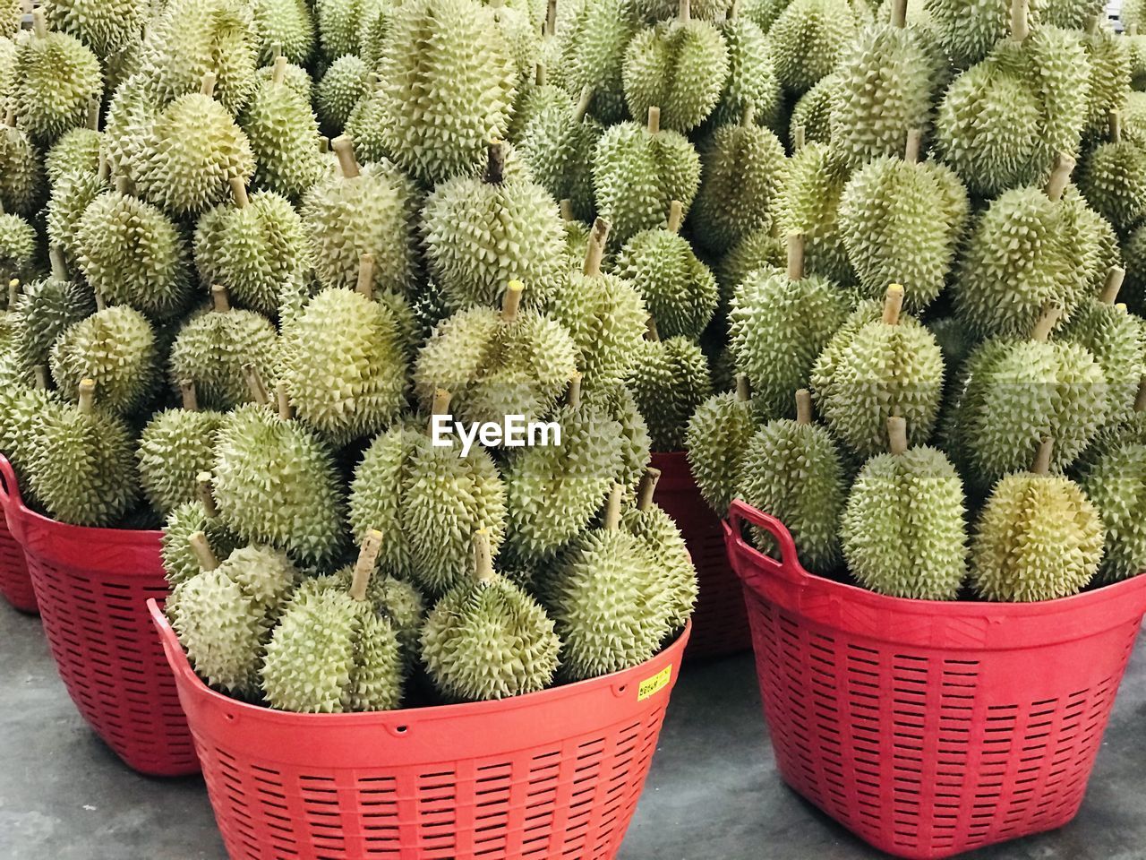 HIGH ANGLE VIEW OF CACTUS AT MARKET STALL