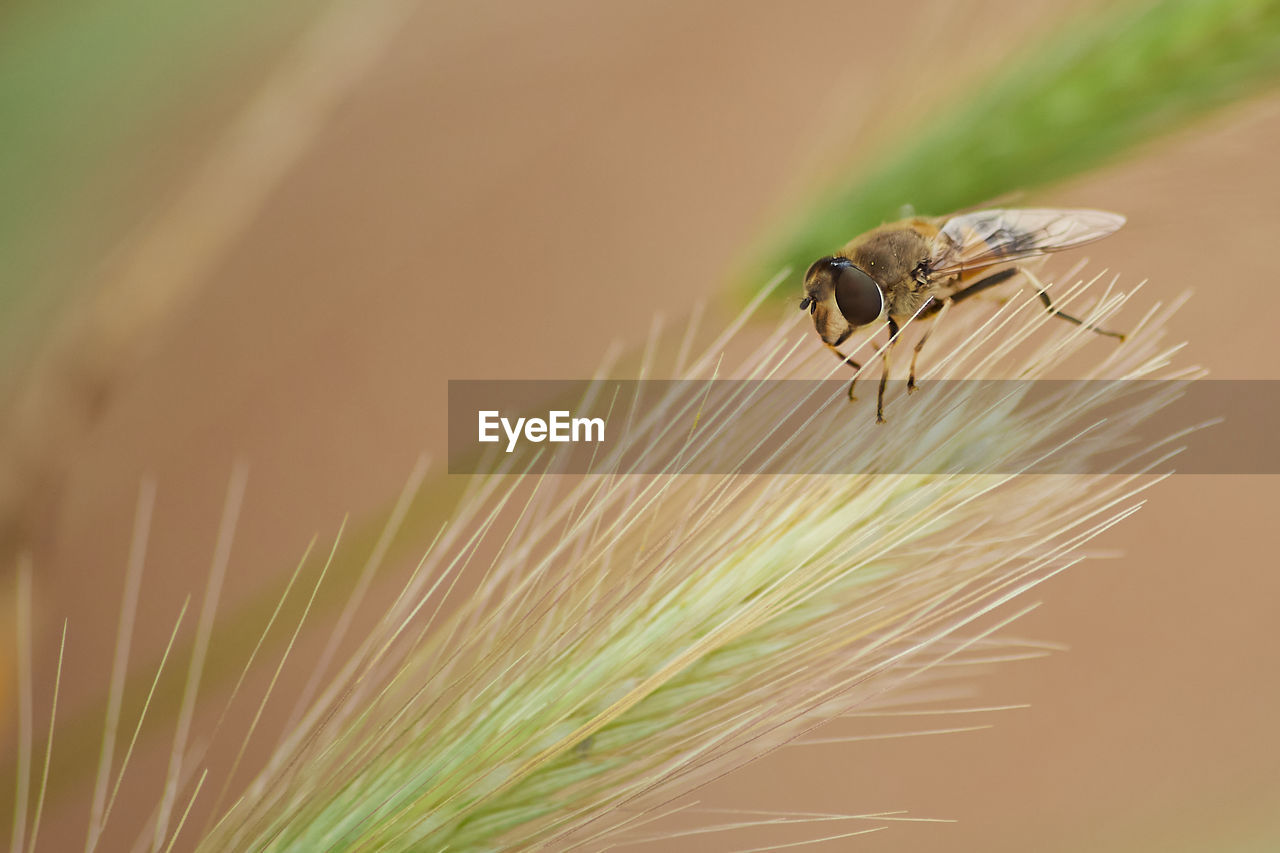 Fly over wheat. mosca sobre hoja de trigo