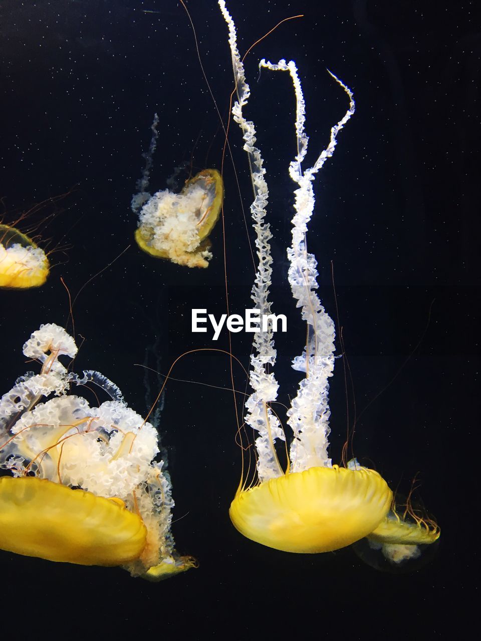 CLOSE-UP OF YELLOW JELLYFISH AGAINST WATER