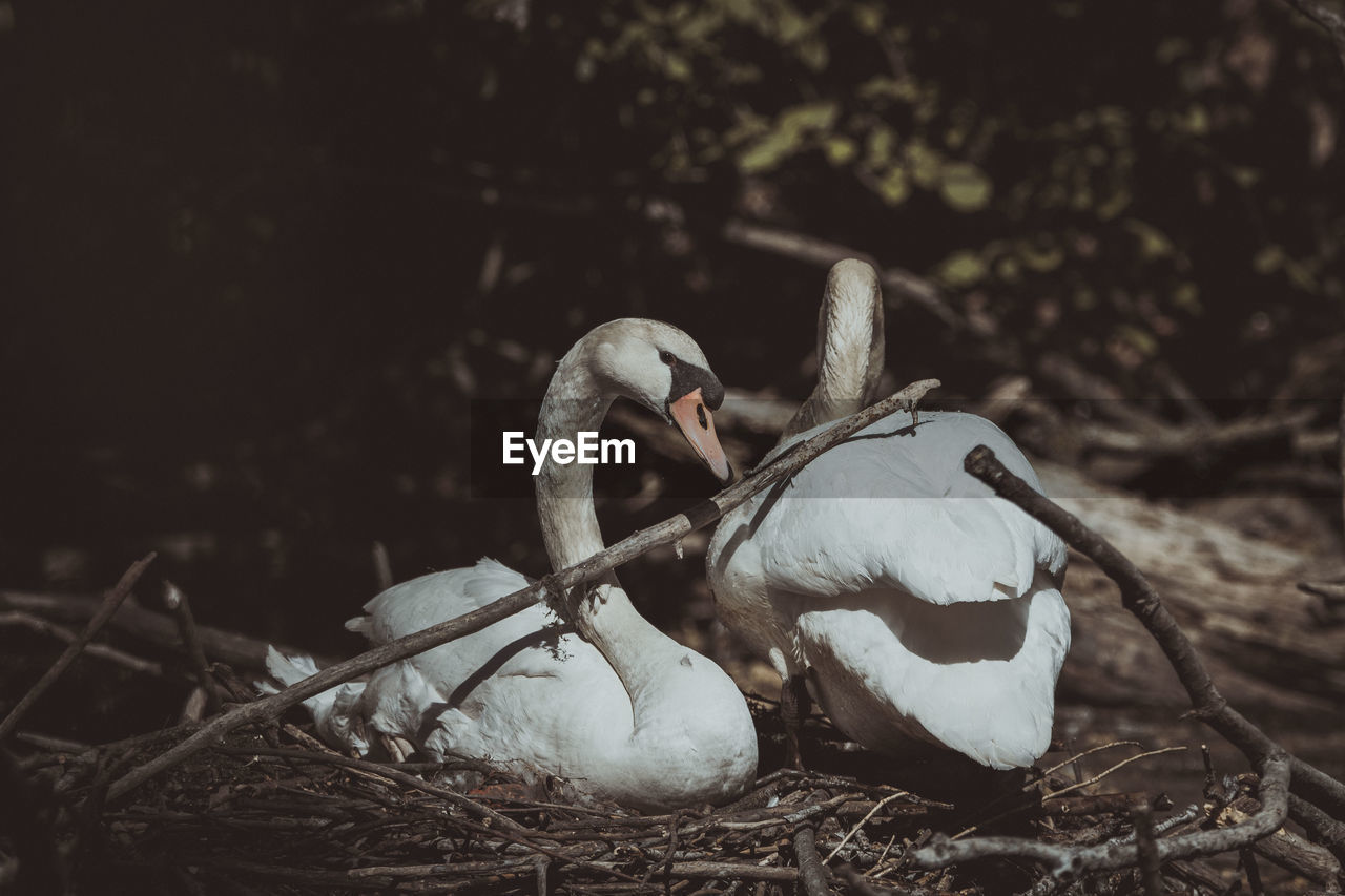 Close-up of swan in nest