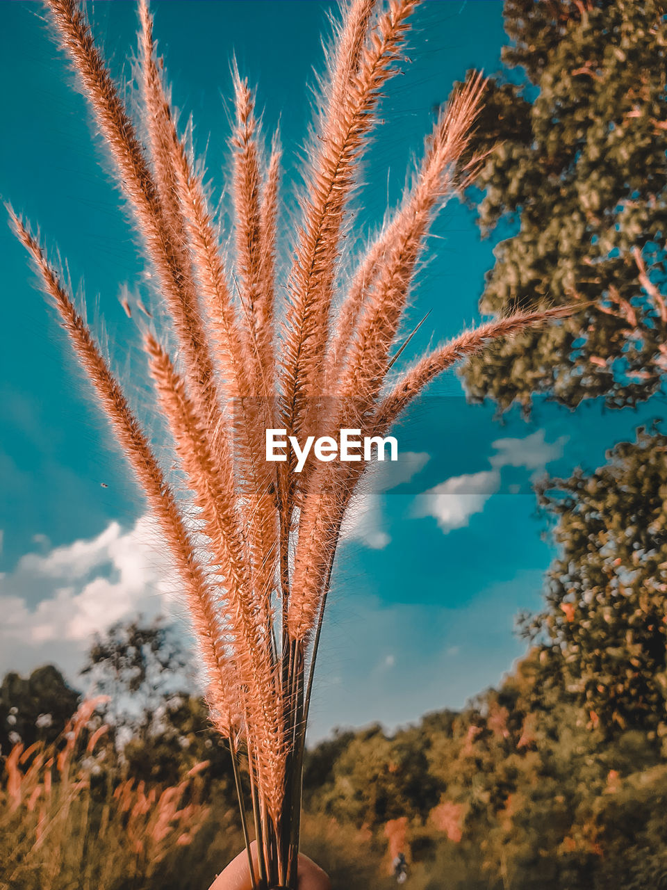 LOW ANGLE VIEW OF TREES AGAINST SKY