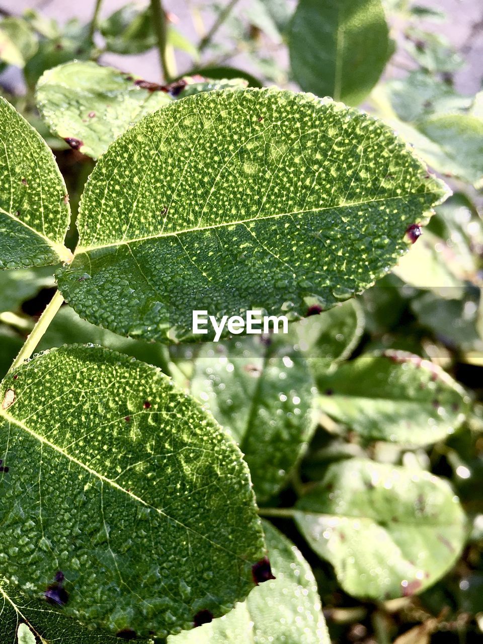 CLOSE-UP OF WATER DROPS ON LEAVES