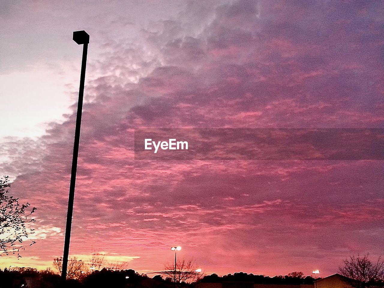 LOW ANGLE VIEW OF TREES AGAINST SKY AT DUSK