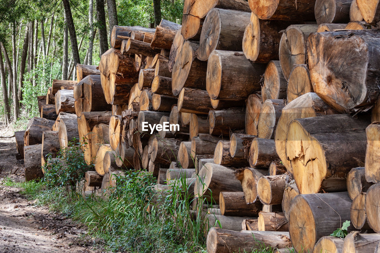 STACK OF LOGS IN THE FOREST