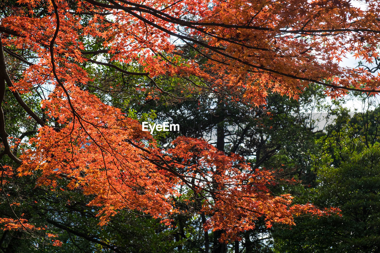 Low angle view of maple tree