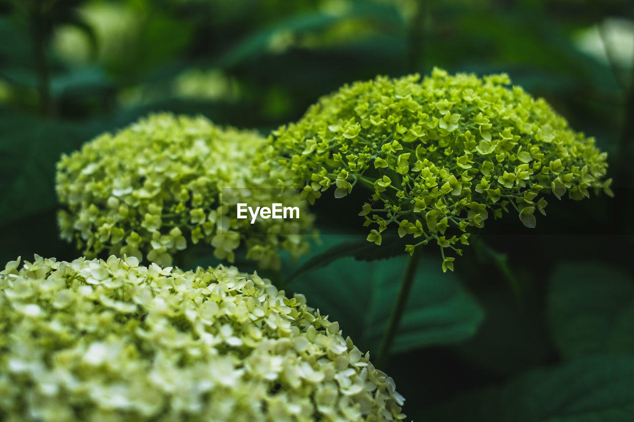 Close-up of green hydrangea flowers