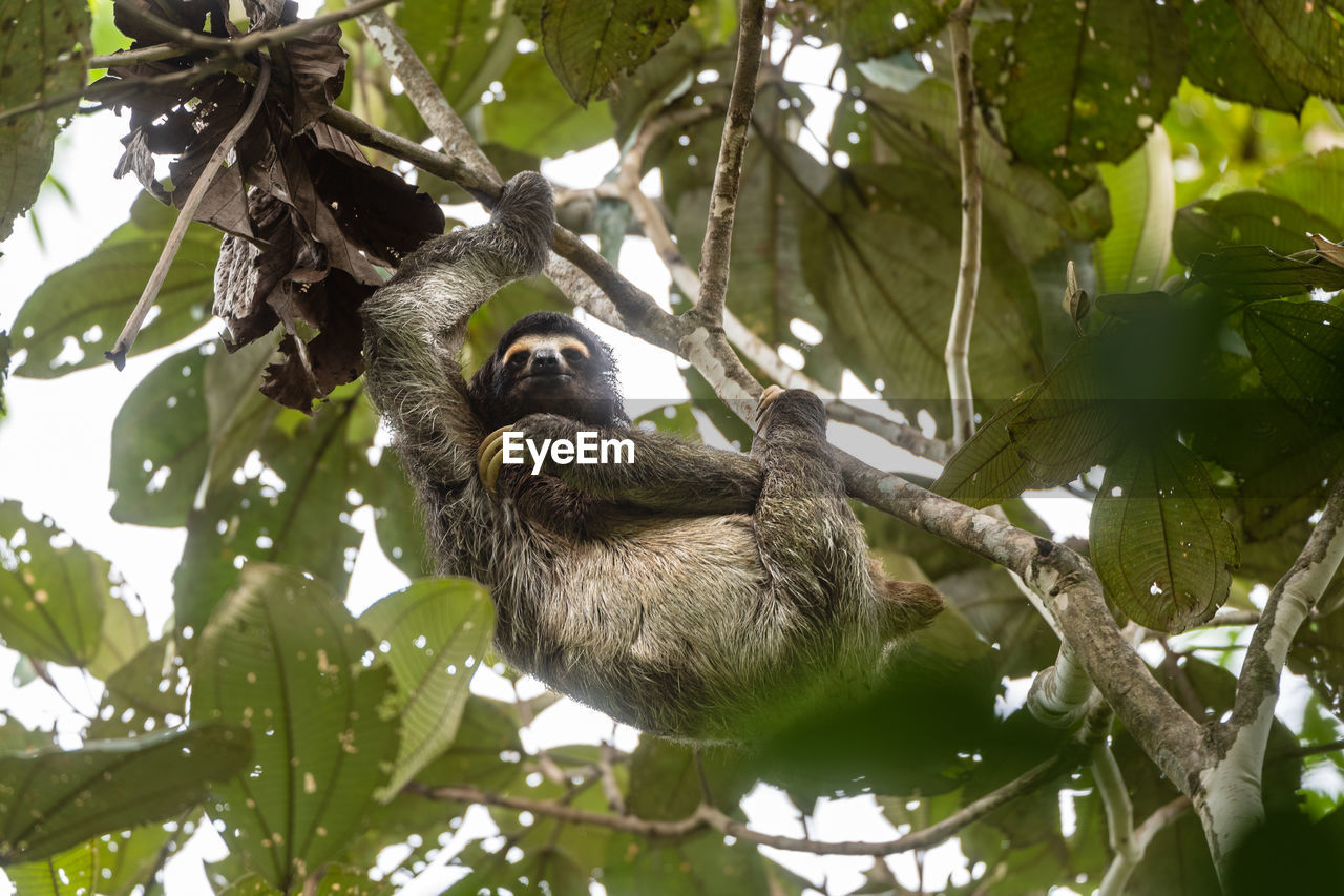 Low angle view of sloth in tree
