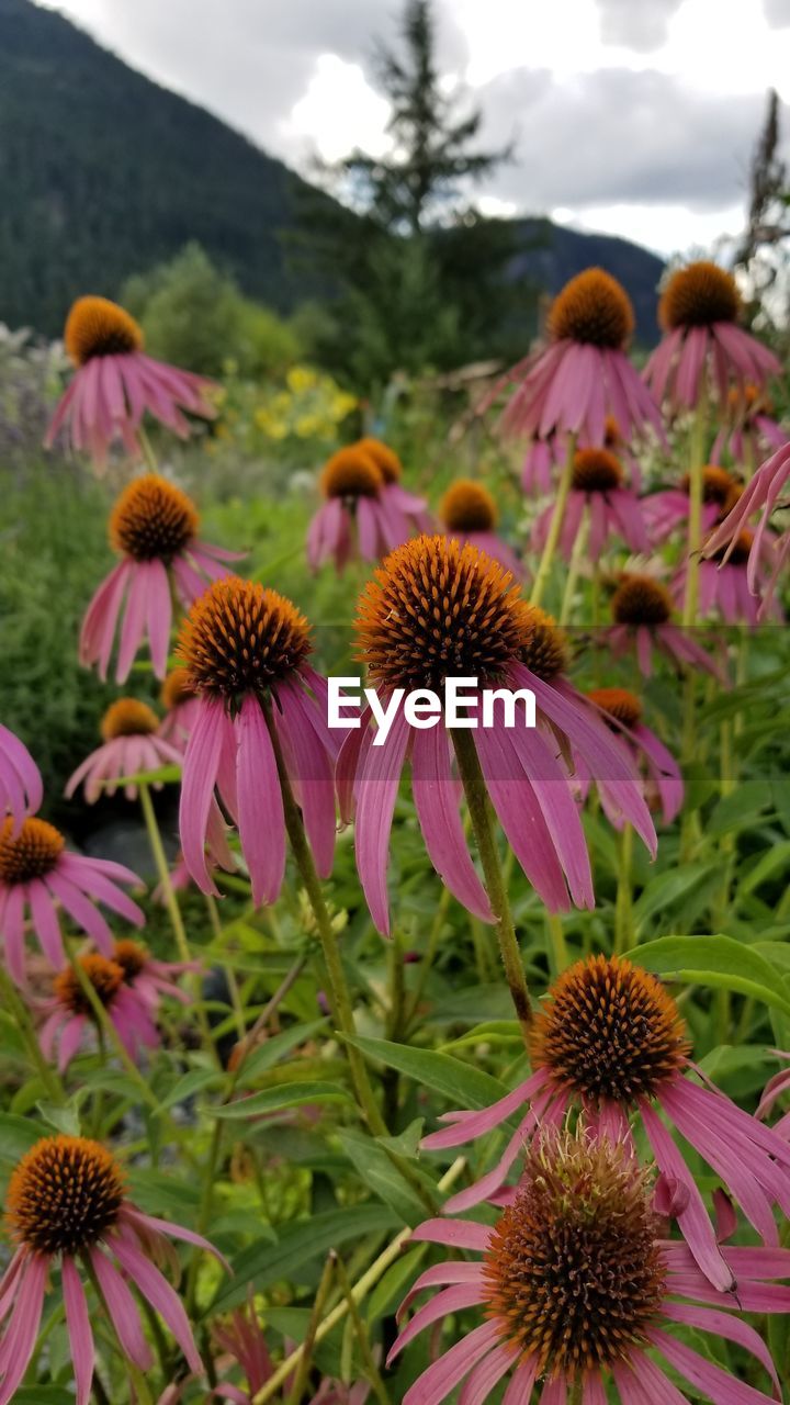 CLOSE-UP OF PINK FLOWERING PLANTS