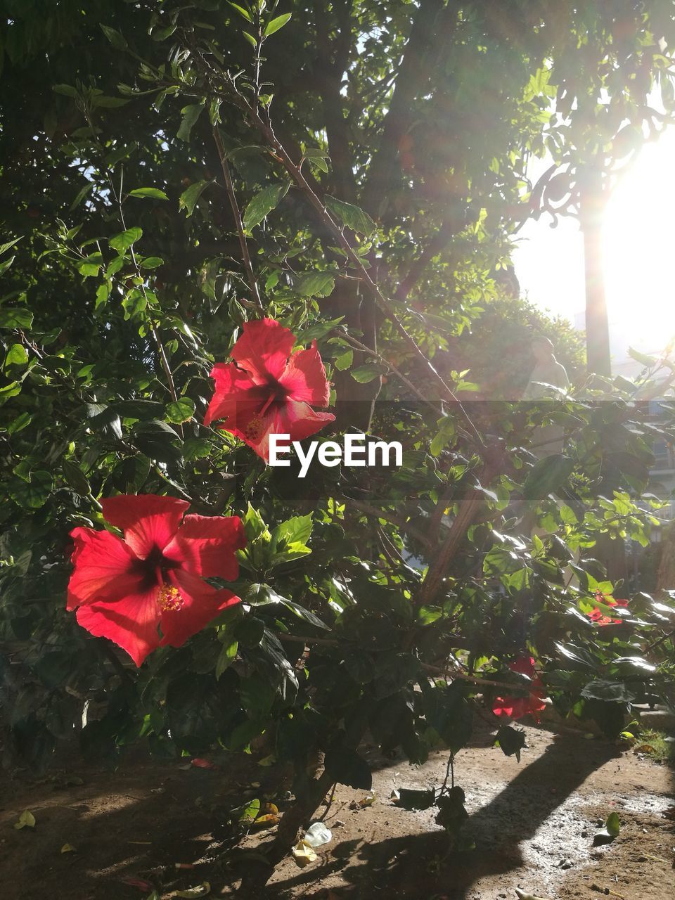 CLOSE-UP OF RED HIBISCUS BLOOMING OUTDOORS