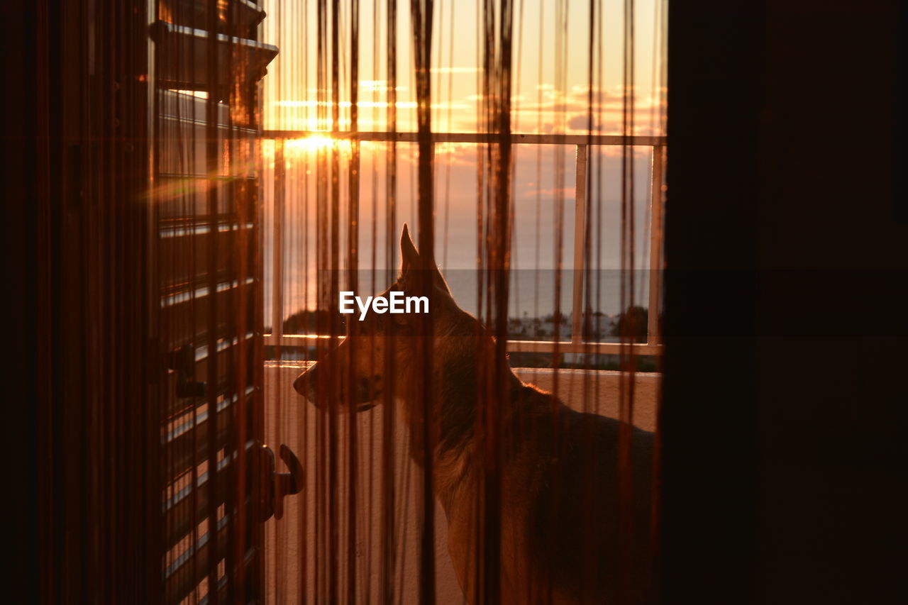 Close-up of dog by blinds