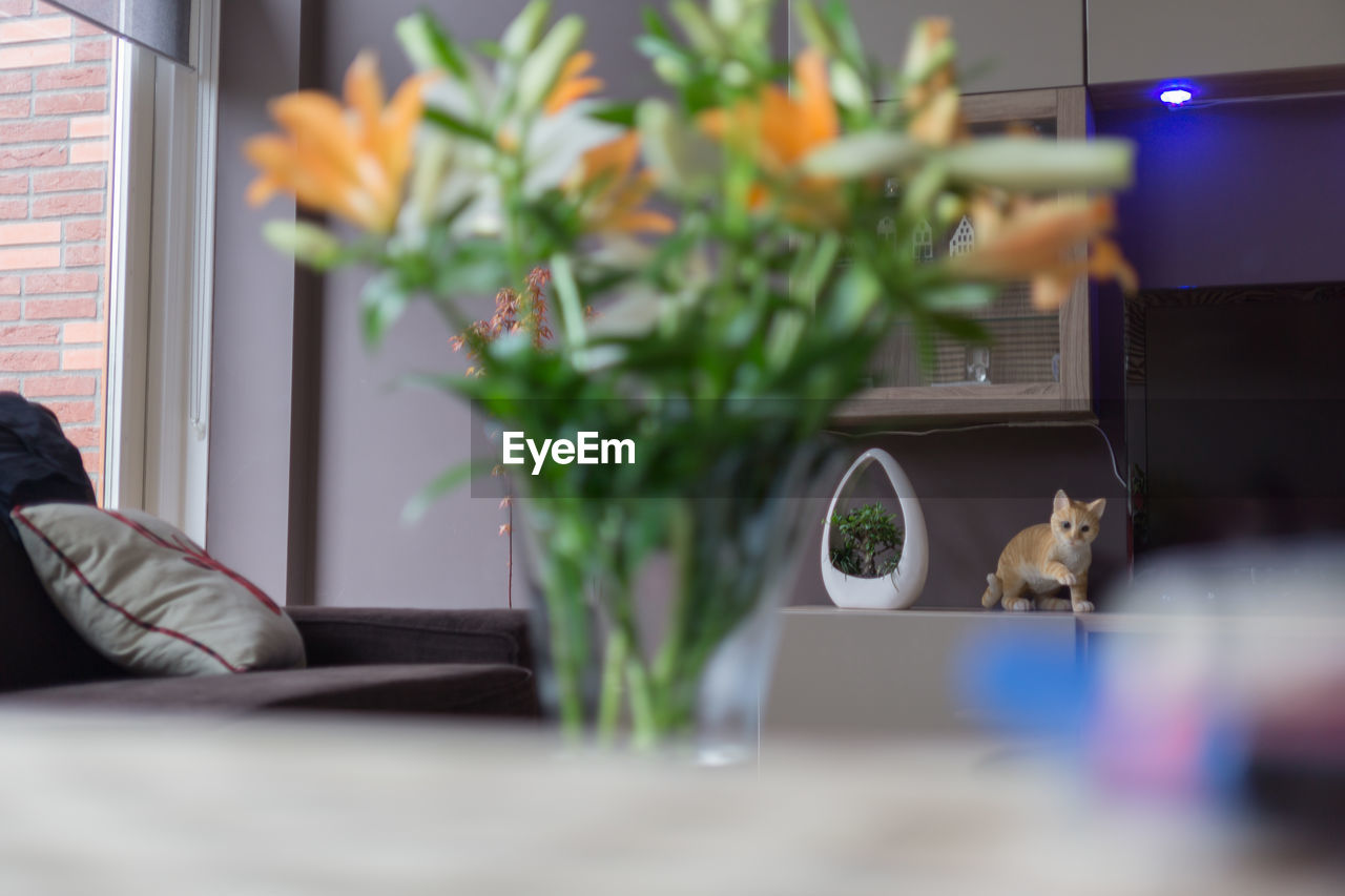 CLOSE-UP OF CAT BY POTTED PLANT ON TABLE AT HOME