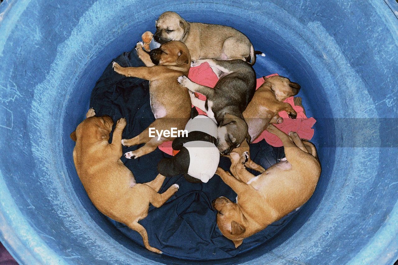 high angle view, directly above, food, blue, food and drink, no people