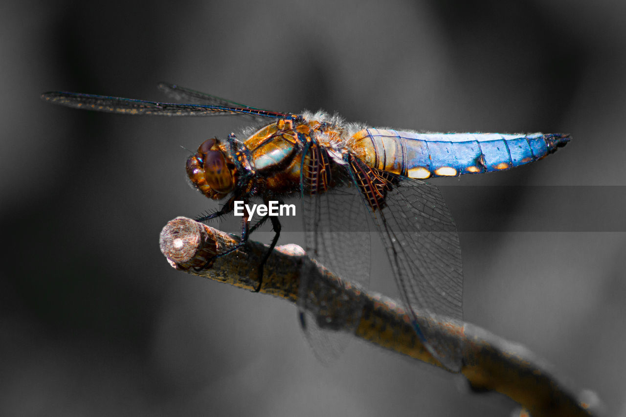 CLOSE-UP OF DRAGONFLY ON TWIGS