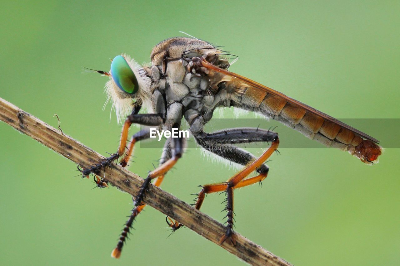 Close up of robberfly on green background