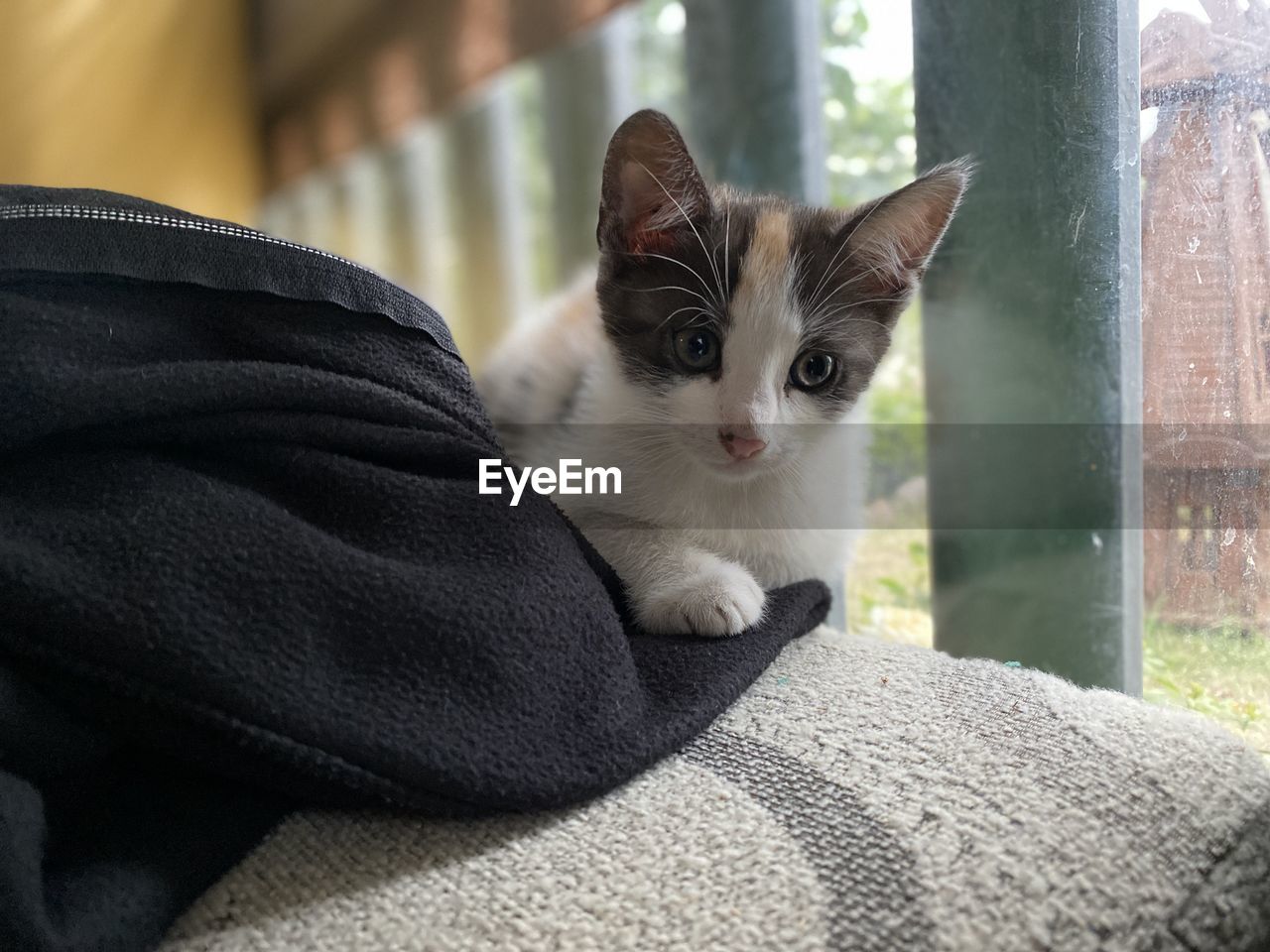 cat, pet, animal themes, domestic animals, mammal, animal, one animal, domestic cat, feline, whiskers, small to medium-sized cats, felidae, portrait, relaxation, looking at camera, kitten, window, no people, looking, indoors, cute, animal body part, focus on foreground, carnivore, day, sitting