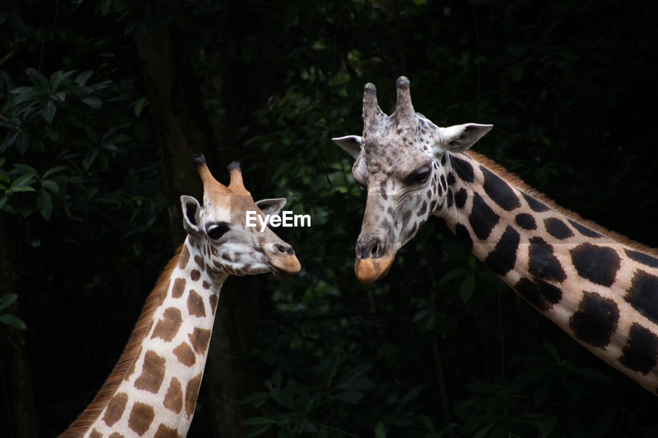 Close-up of giraffe with calf in forest