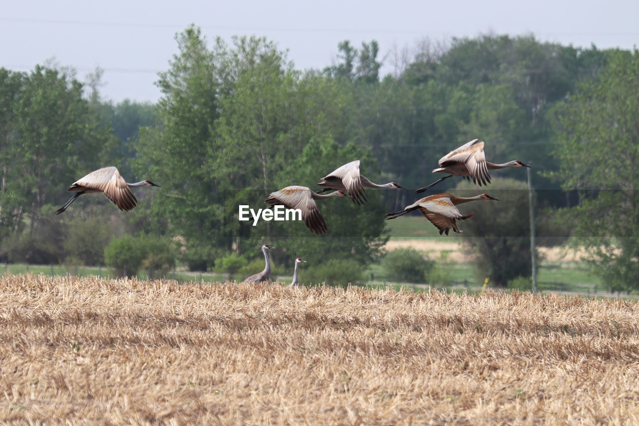 A flock of sandhill cranes in flight