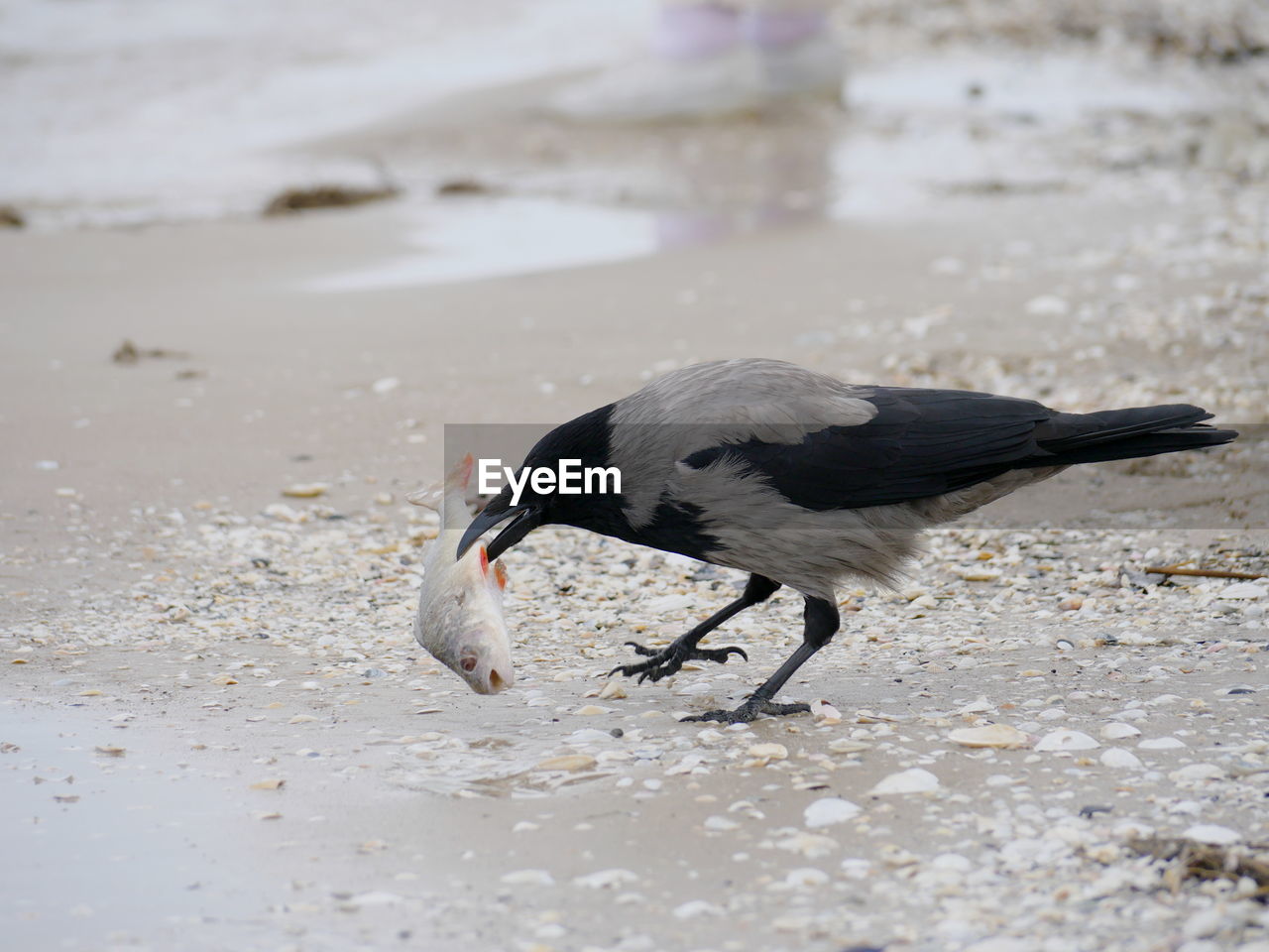 CLOSE-UP OF BIRD