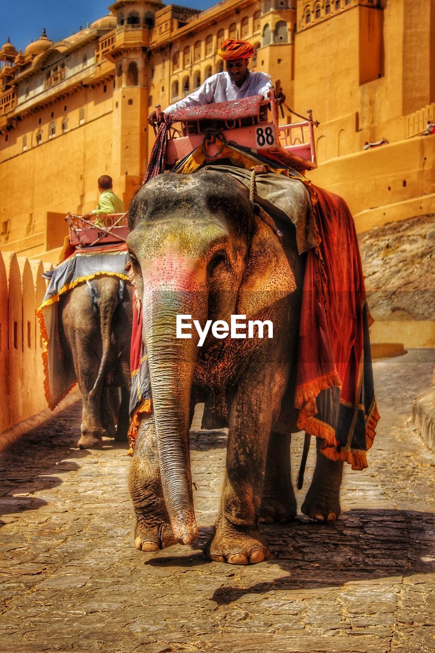 Young man riding elephant against building in city