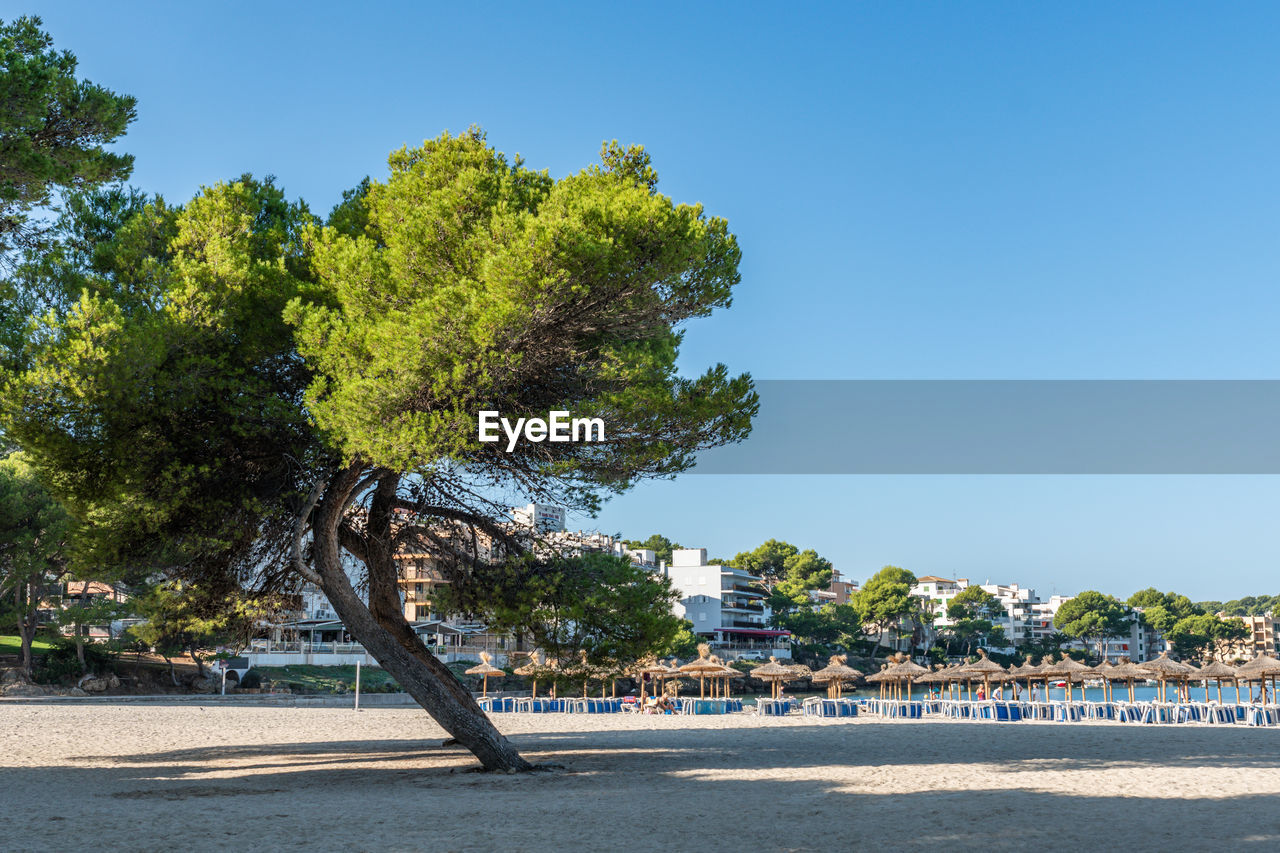 tree, plant, sky, nature, water, beach, land, sea, blue, clear sky, sunny, travel destinations, shore, beauty in nature, day, sunlight, city, no people, travel, outdoors, architecture, scenics - nature, coast, vacation, tranquility, body of water, summer, tourism, environment, sand, tranquil scene, holiday, shadow, landscape, trip, transportation