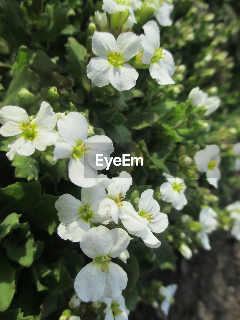 CLOSE-UP OF WHITE FLOWERS BLOOMING OUTDOORS