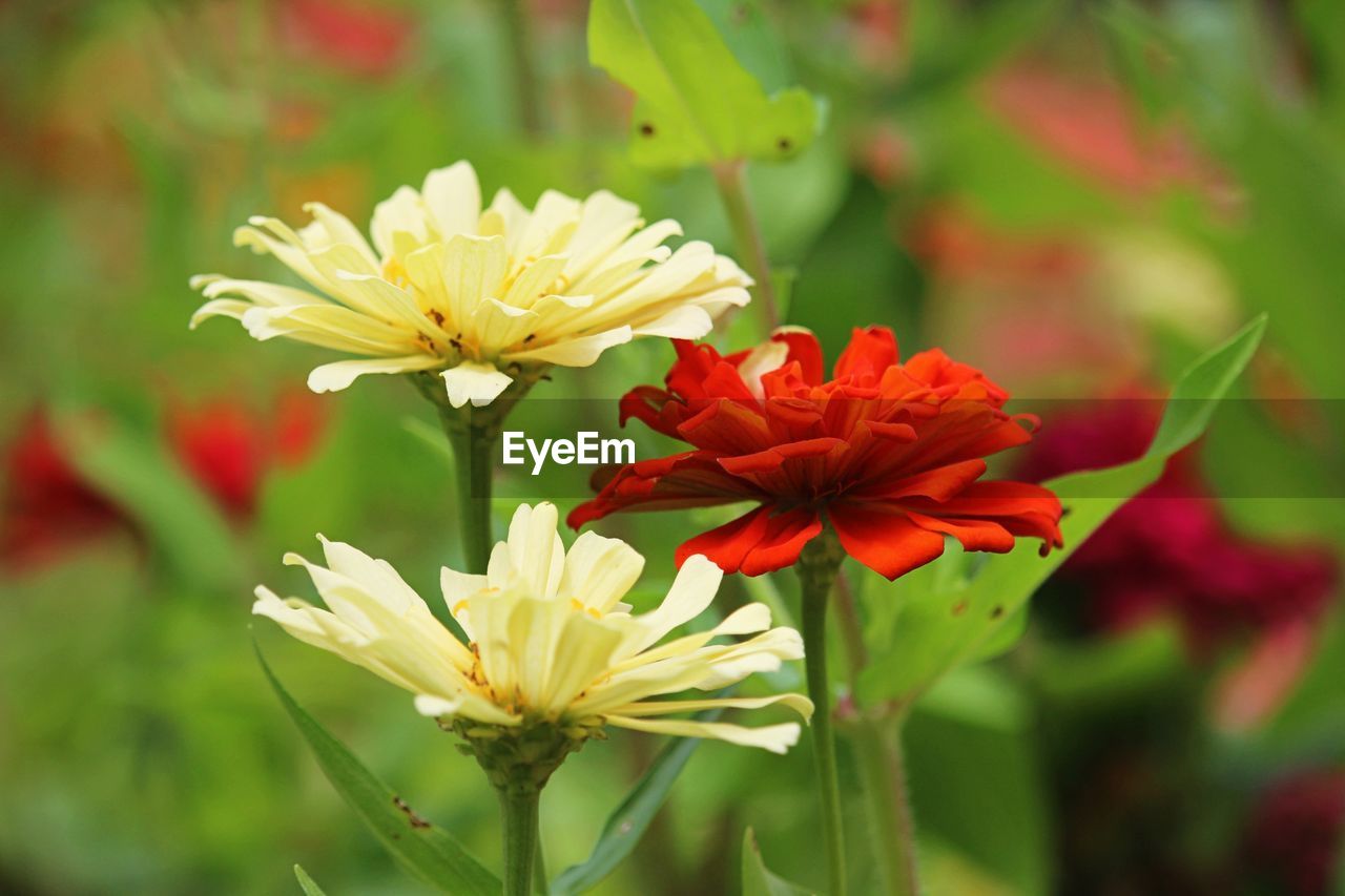 Close-up of red flowering plant