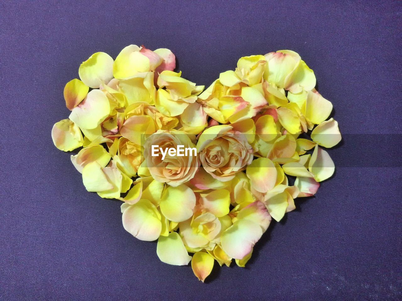 yellow, petal, flower, bouquet, flowering plant, freshness, plant, studio shot, beauty in nature, indoors, floristry, cut flowers, colored background, no people, close-up, directly above, flower head, flower arrangement, nature, still life, arrangement, high angle view, floral design, inflorescence, fragility, gray background, love, positive emotion, pink