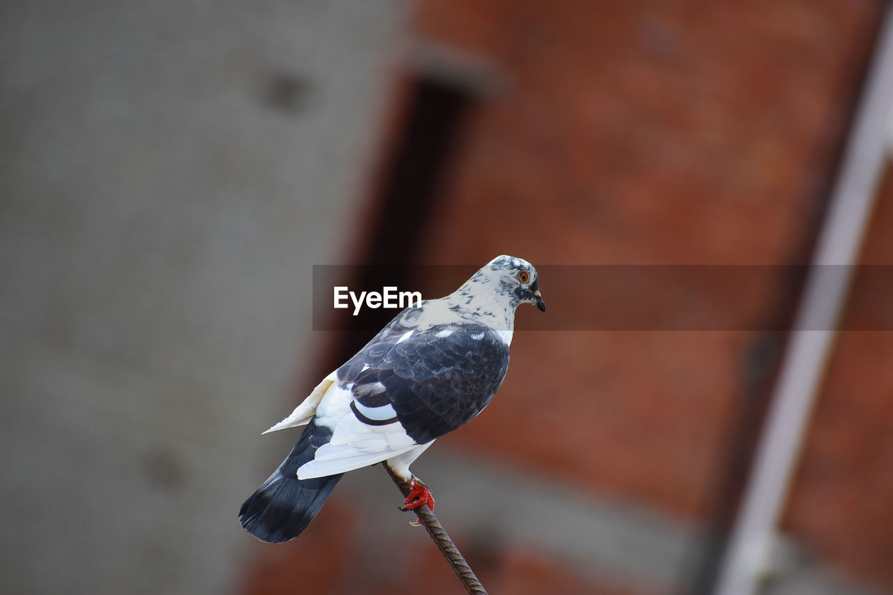 CLOSE-UP OF PIGEON PERCHING OUTDOORS