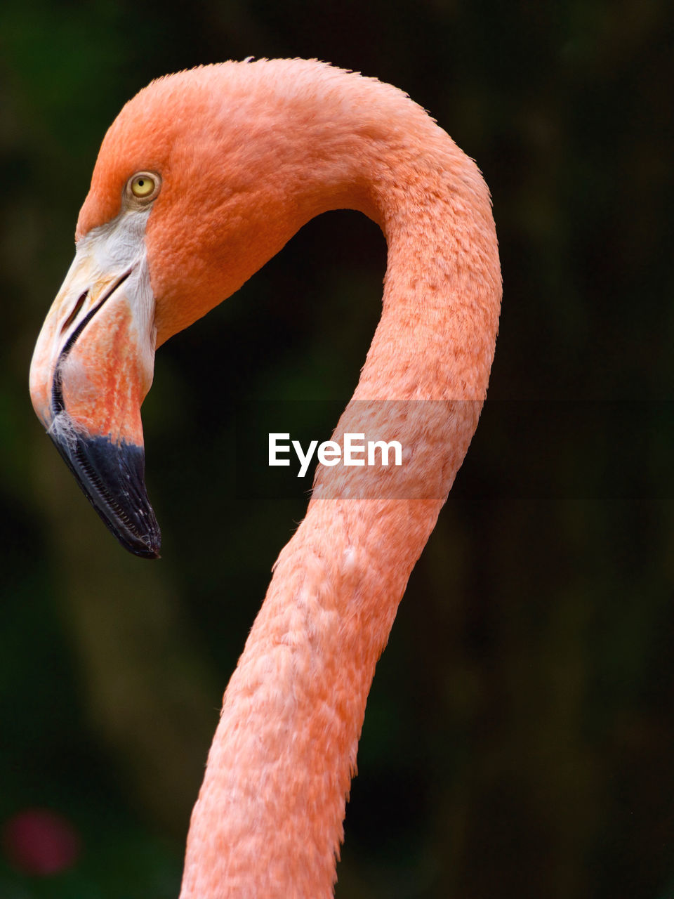 Close-up of a flamingo head