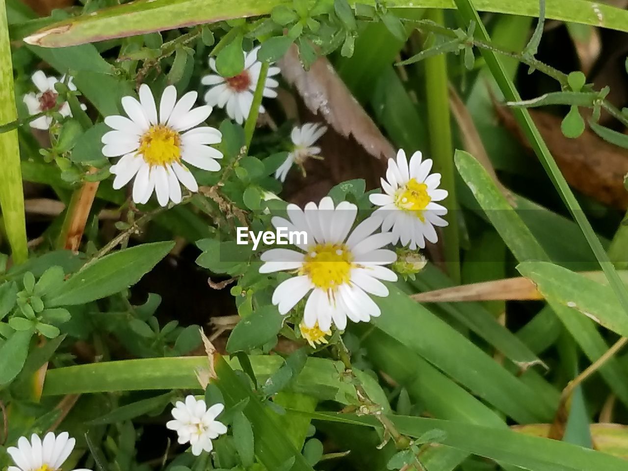 CLOSE-UP OF FLOWERS