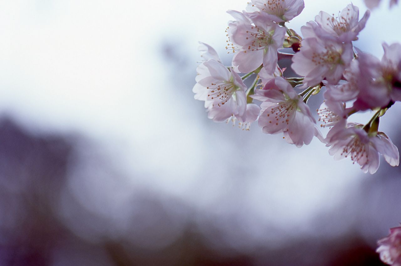 close-up of pink cherry blossoms