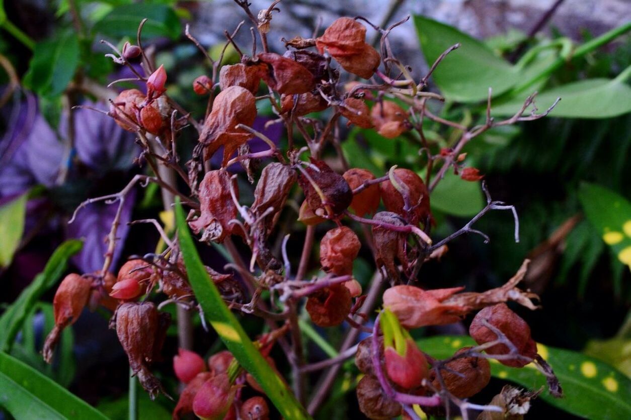 CLOSE-UP OF PLANT