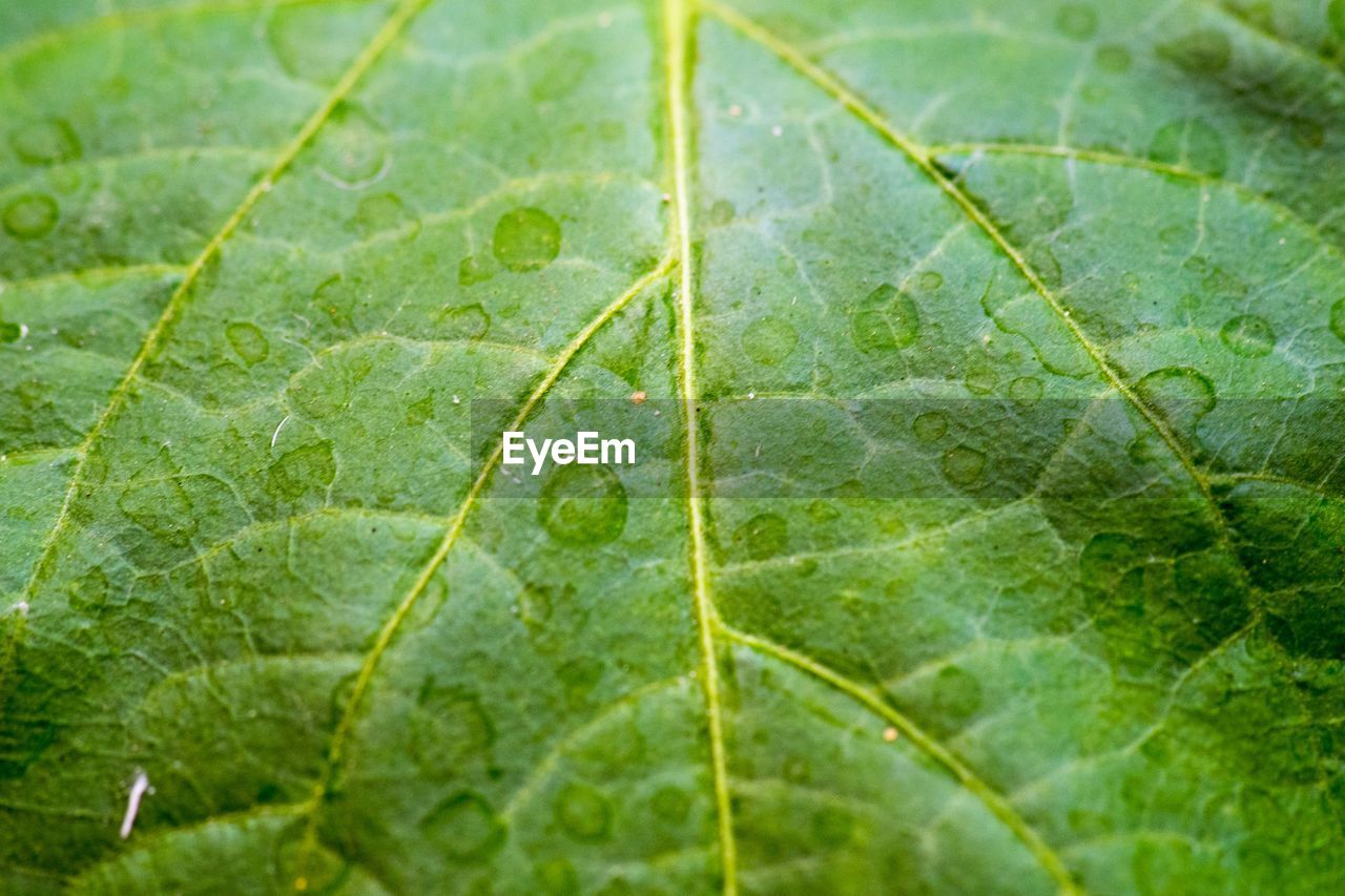 FULL FRAME OF GREEN LEAF