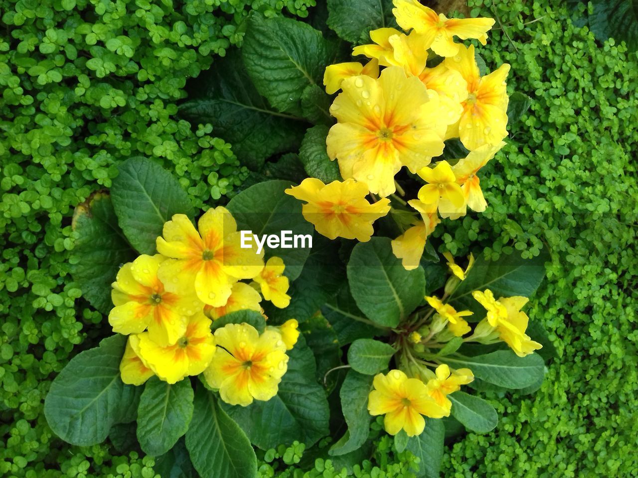 YELLOW FLOWERS BLOOMING OUTDOORS