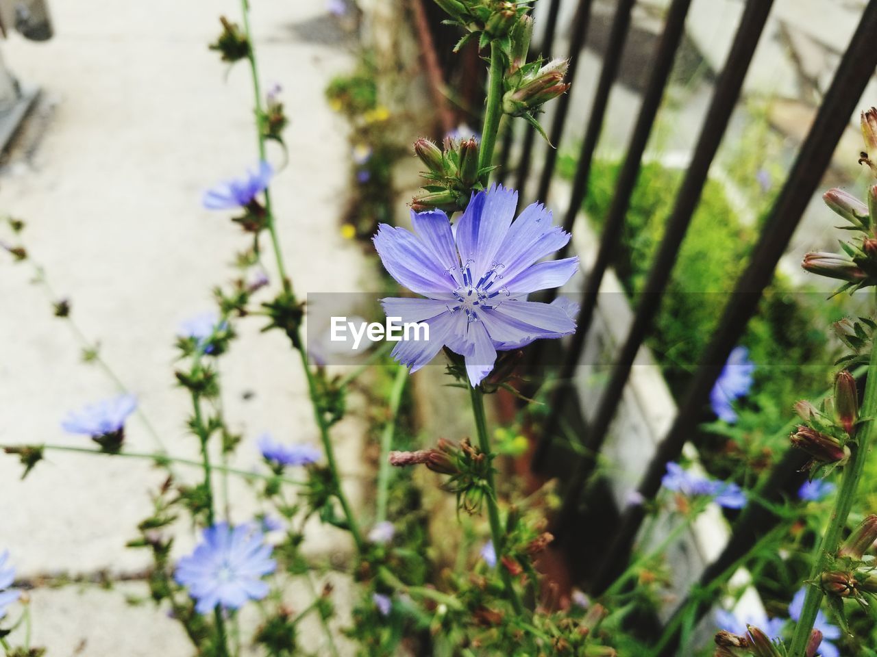 CLOSE-UP OF PURPLE FLOWERS BLOOMING