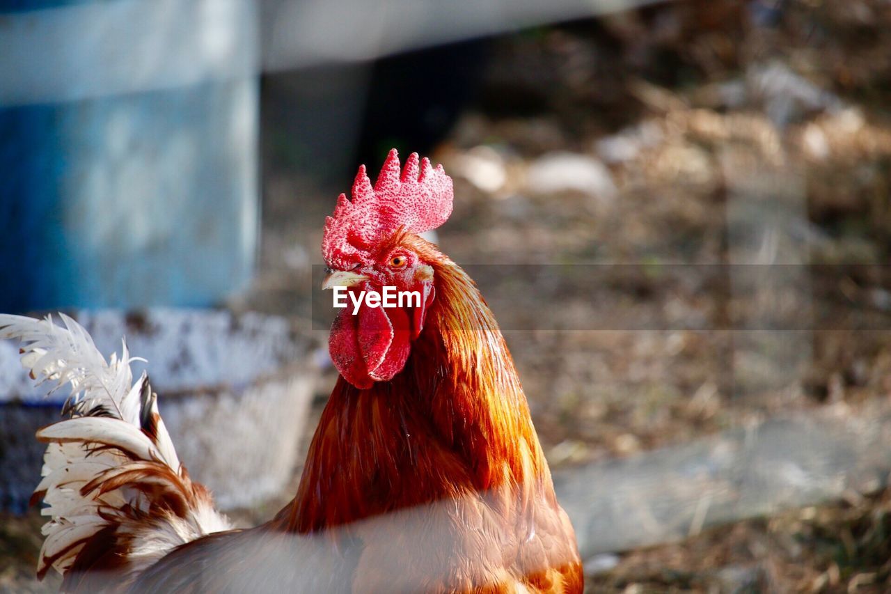 CLOSE UP VIEW OF A ROOSTER