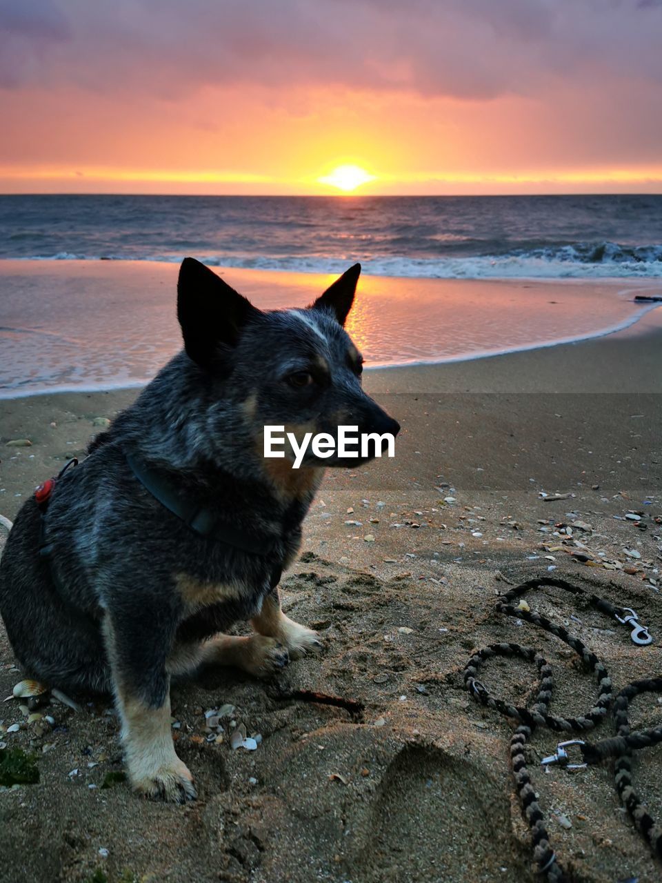 VIEW OF DOG ON BEACH