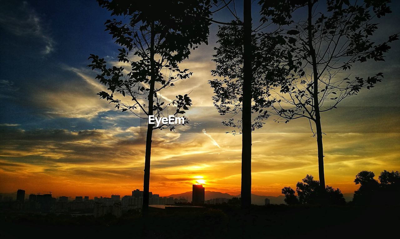 SILHOUETTE TREES AGAINST ORANGE SKY