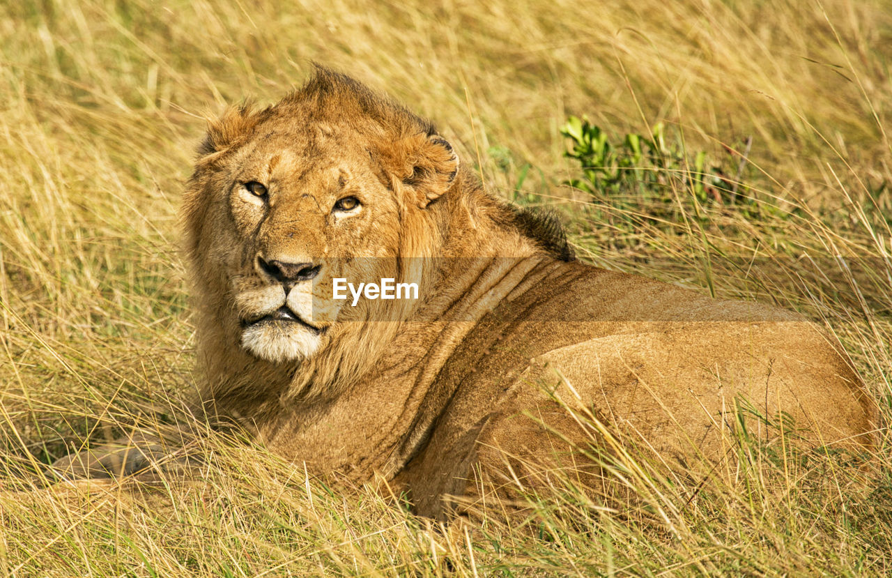 Portrait of a cat lying on grass