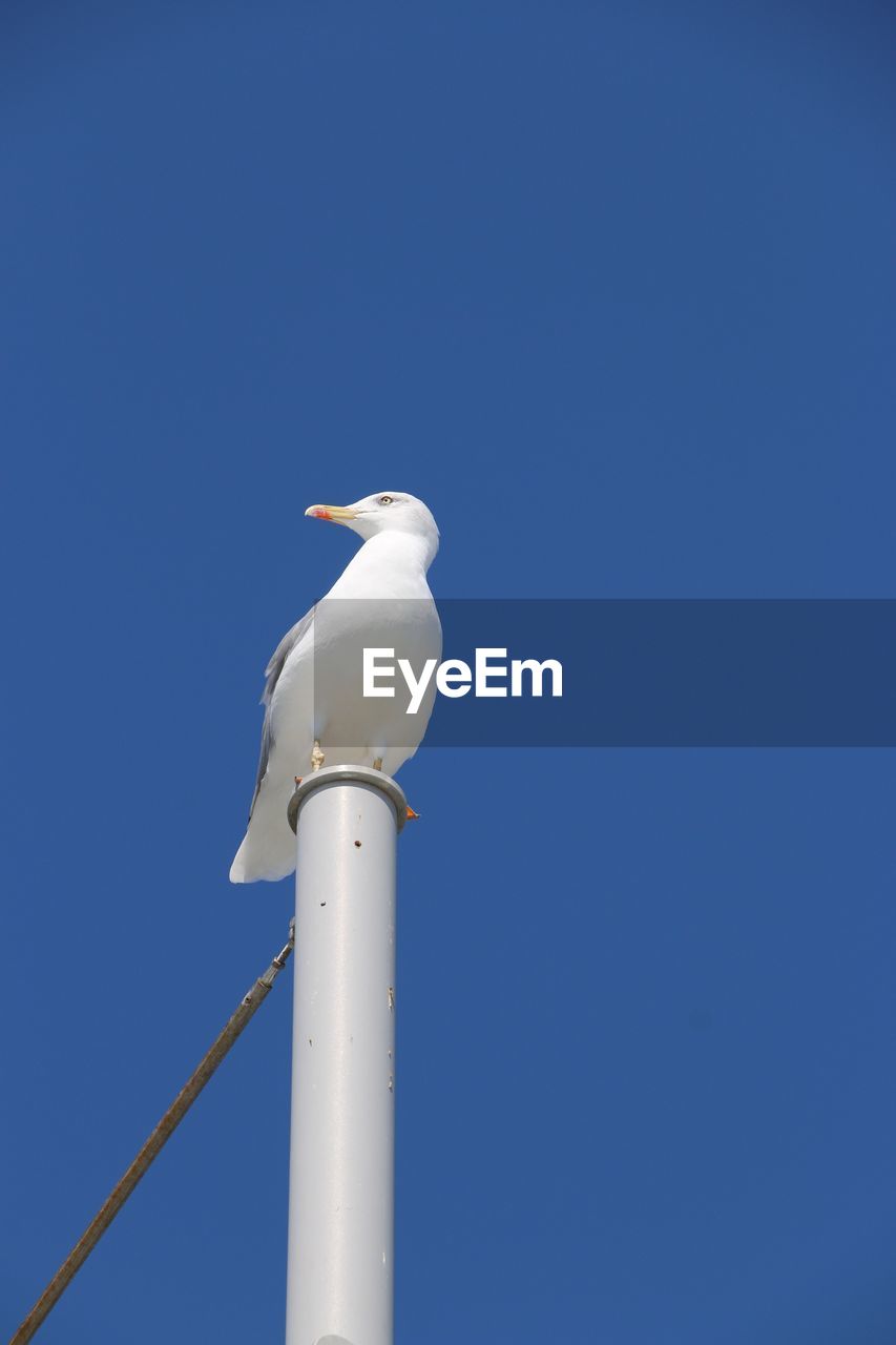 LOW ANGLE VIEW OF SEAGULL PERCHING ON WALL AGAINST CLEAR BLUE SKY