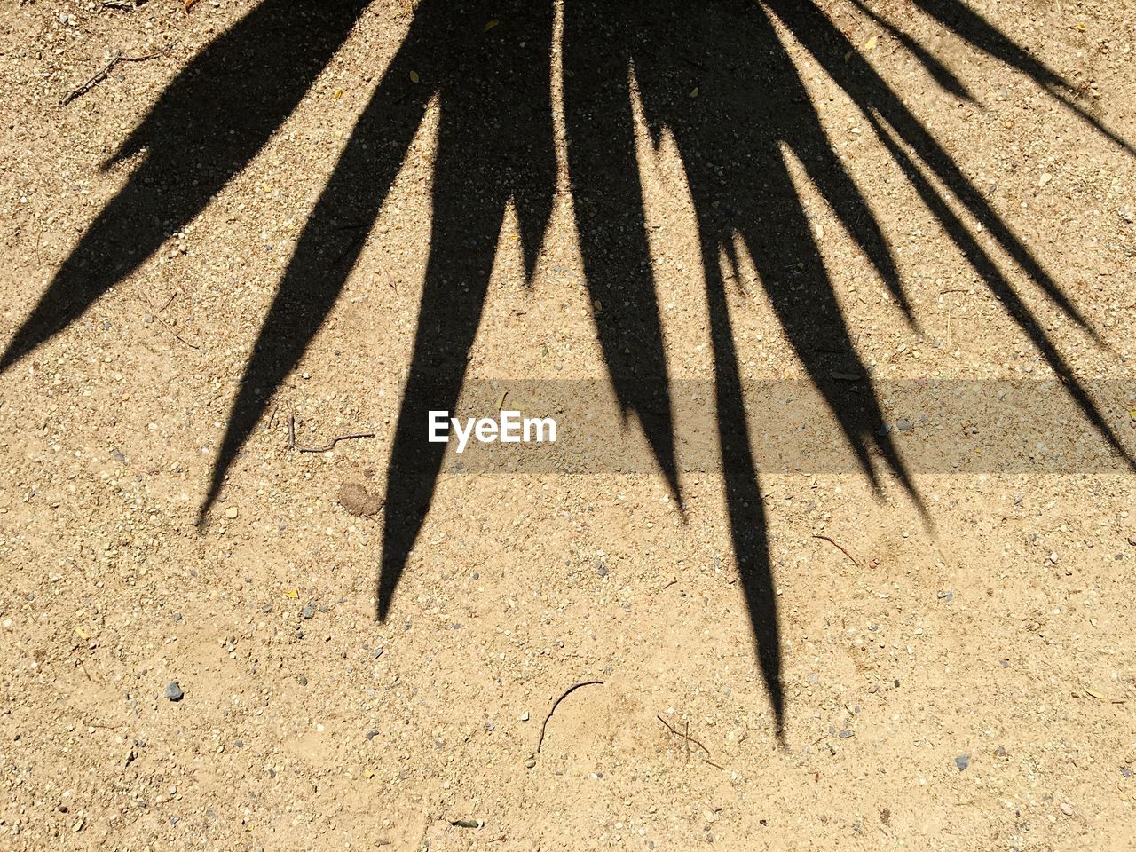 Shadow of palm leaf on sand
