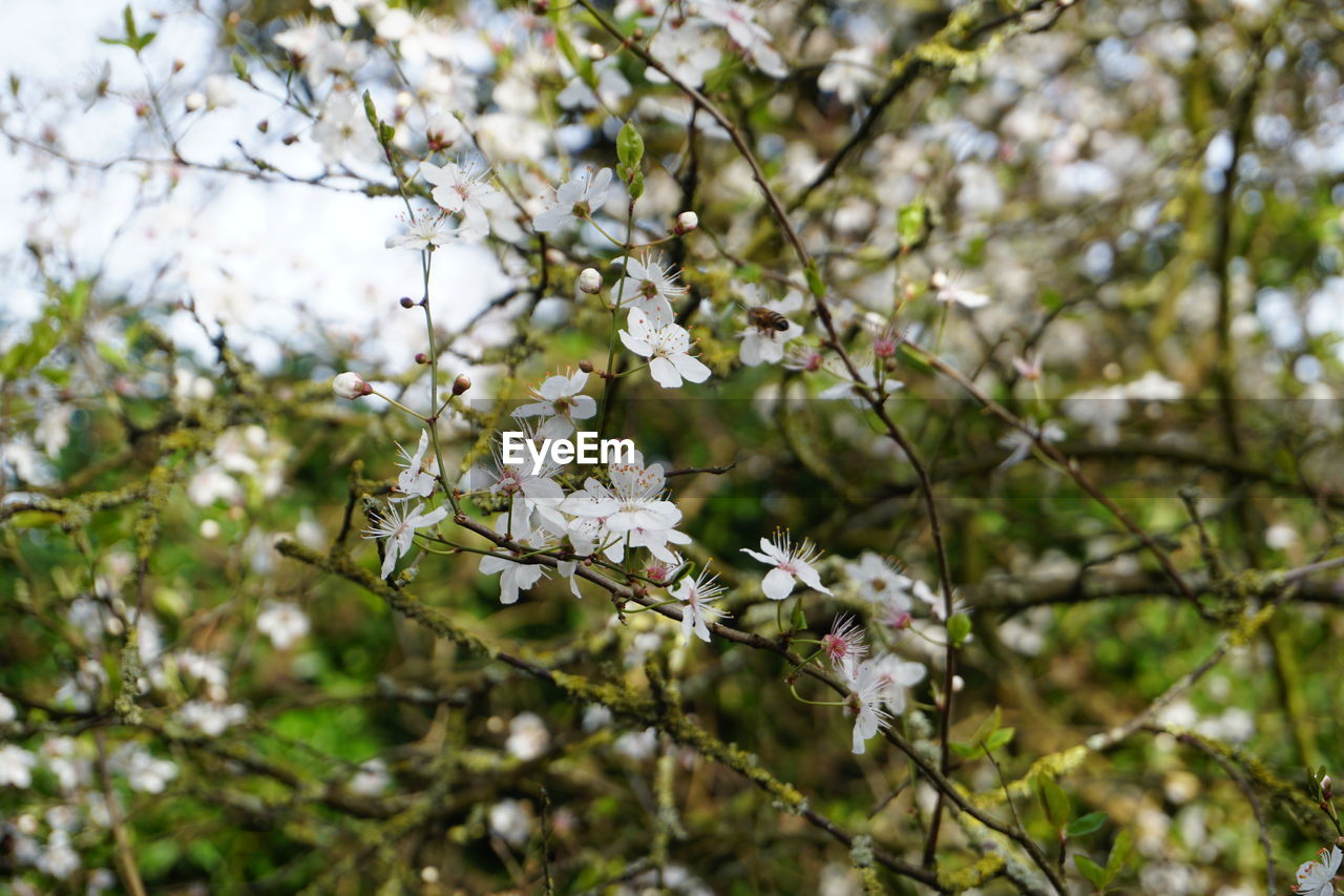 Close-up of cherry blossoms in spring