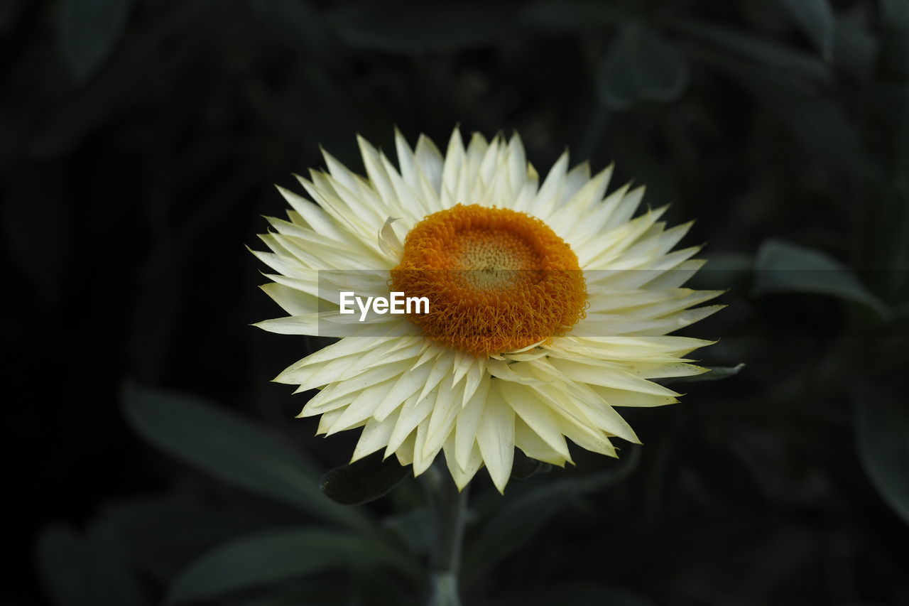 CLOSE-UP OF YELLOW DAISY FLOWER