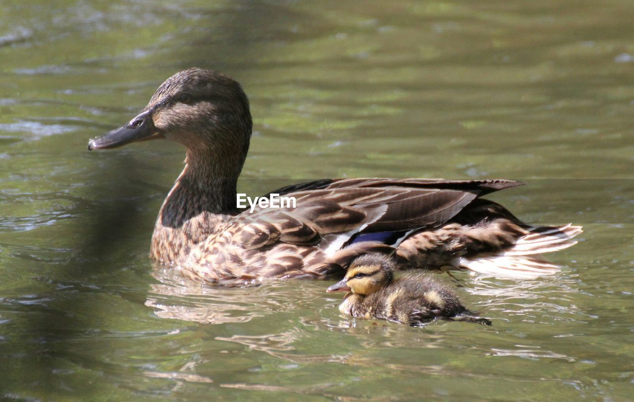 Mallard duck with duckling swimming on lake