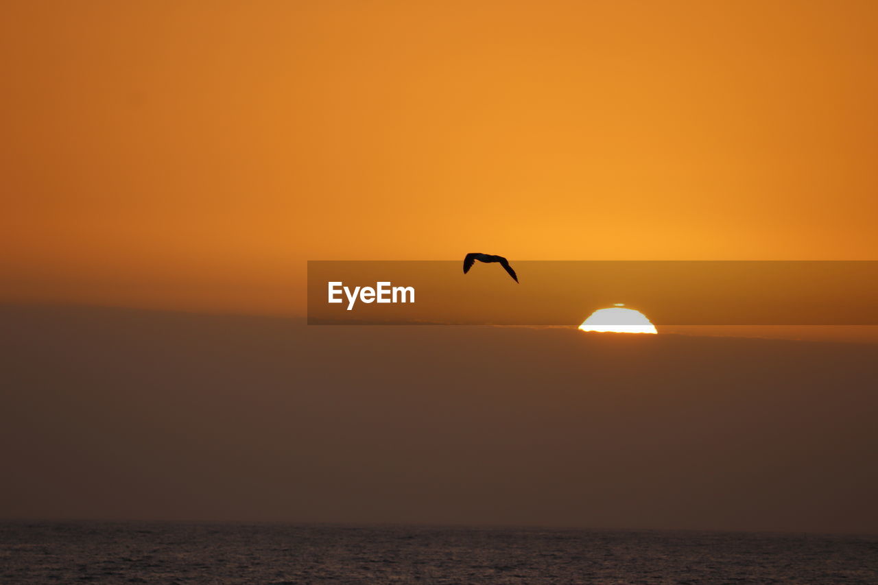 Silhouette bird flying over sea against orange sky