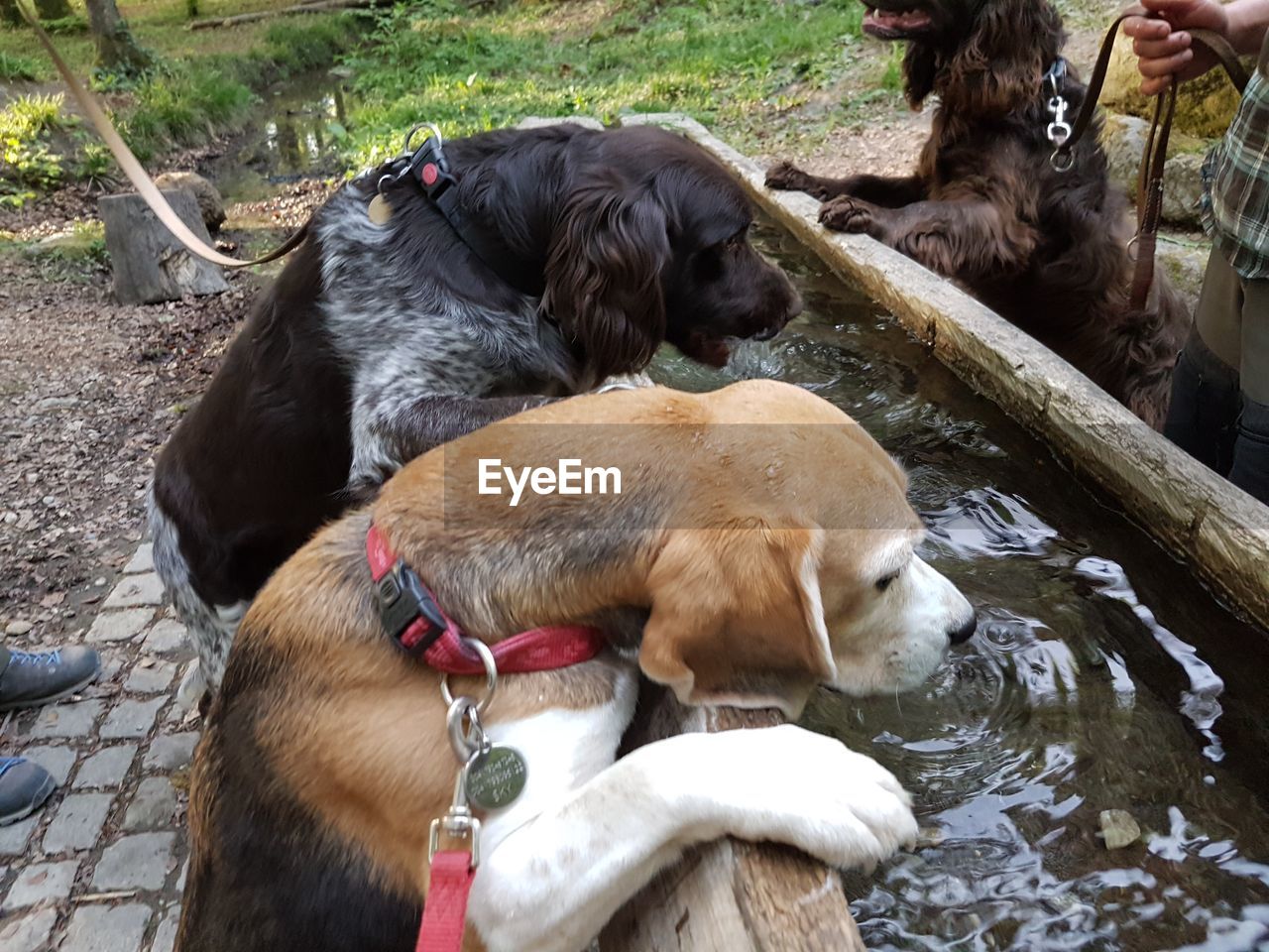 Dogs drinking water outdoors