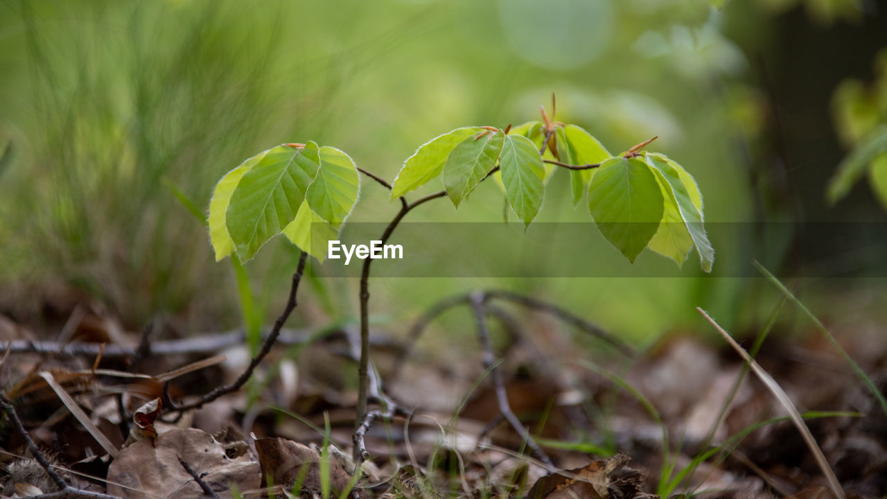 CLOSE-UP OF FRESH GREEN PLANT IN FIELD