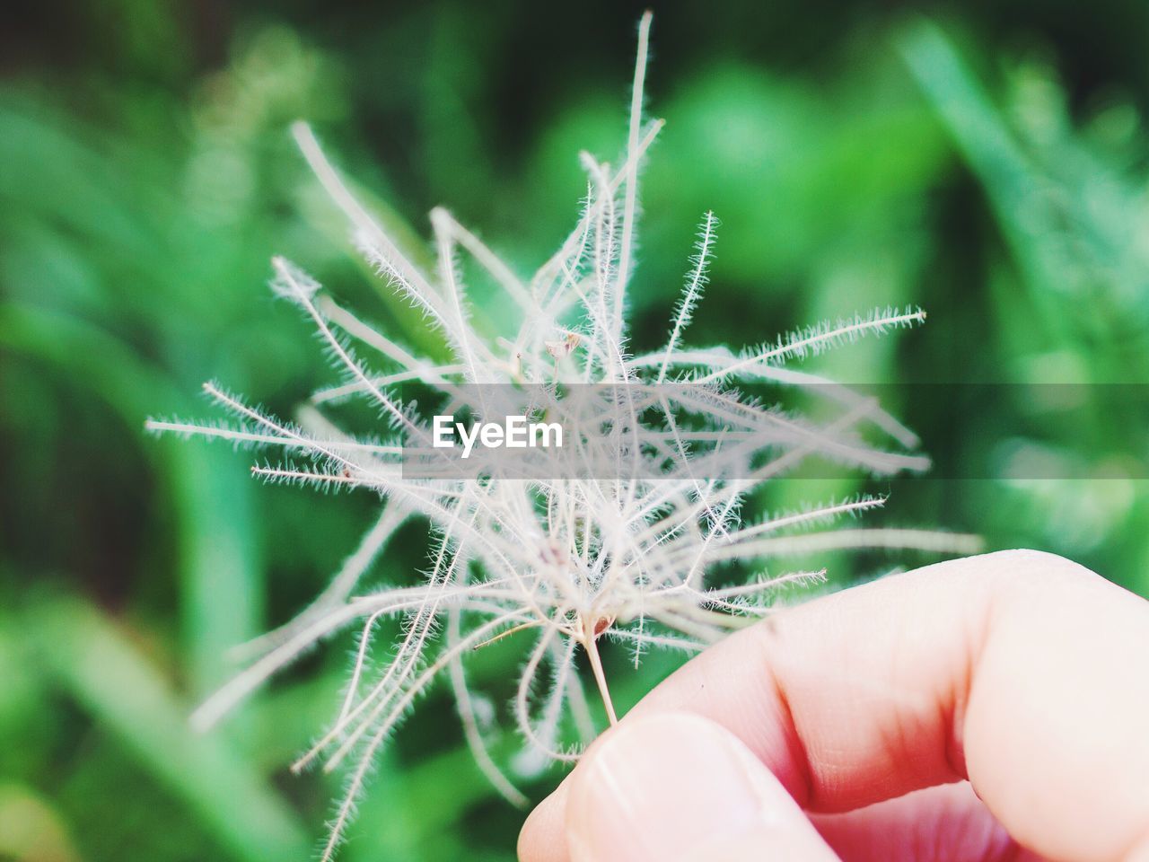 Close-up of hand holding plant