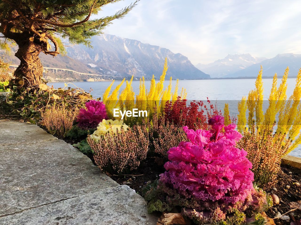 VIEW OF PINK FLOWERING PLANTS BY WATER AGAINST SKY